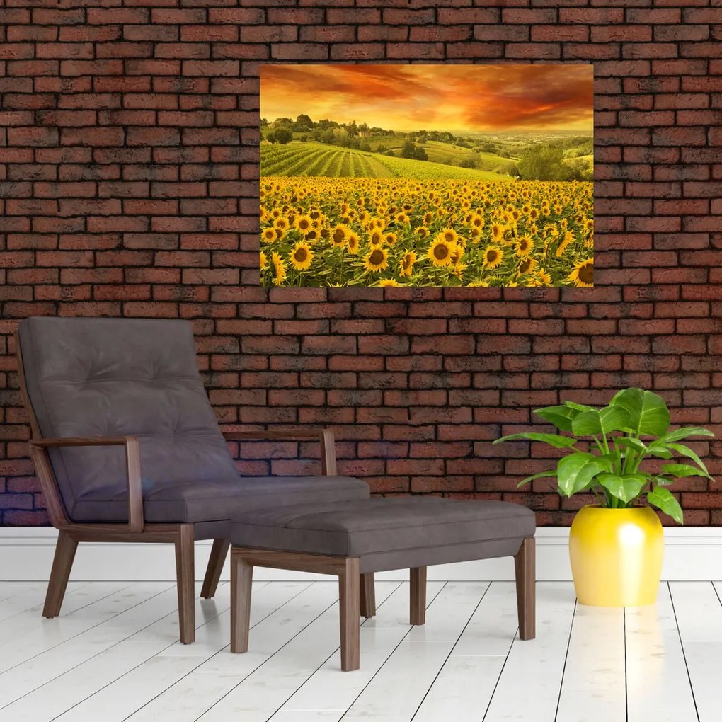 Tablou - Câmp de floarea-soarelui (90x60 cm)