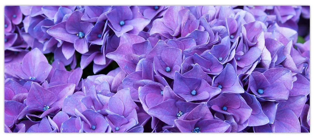 Tablou cu flori violete (120x50 cm)