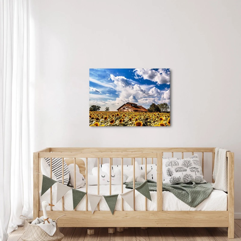Tablou cu câmp de floarea soarelui (70x50 cm)