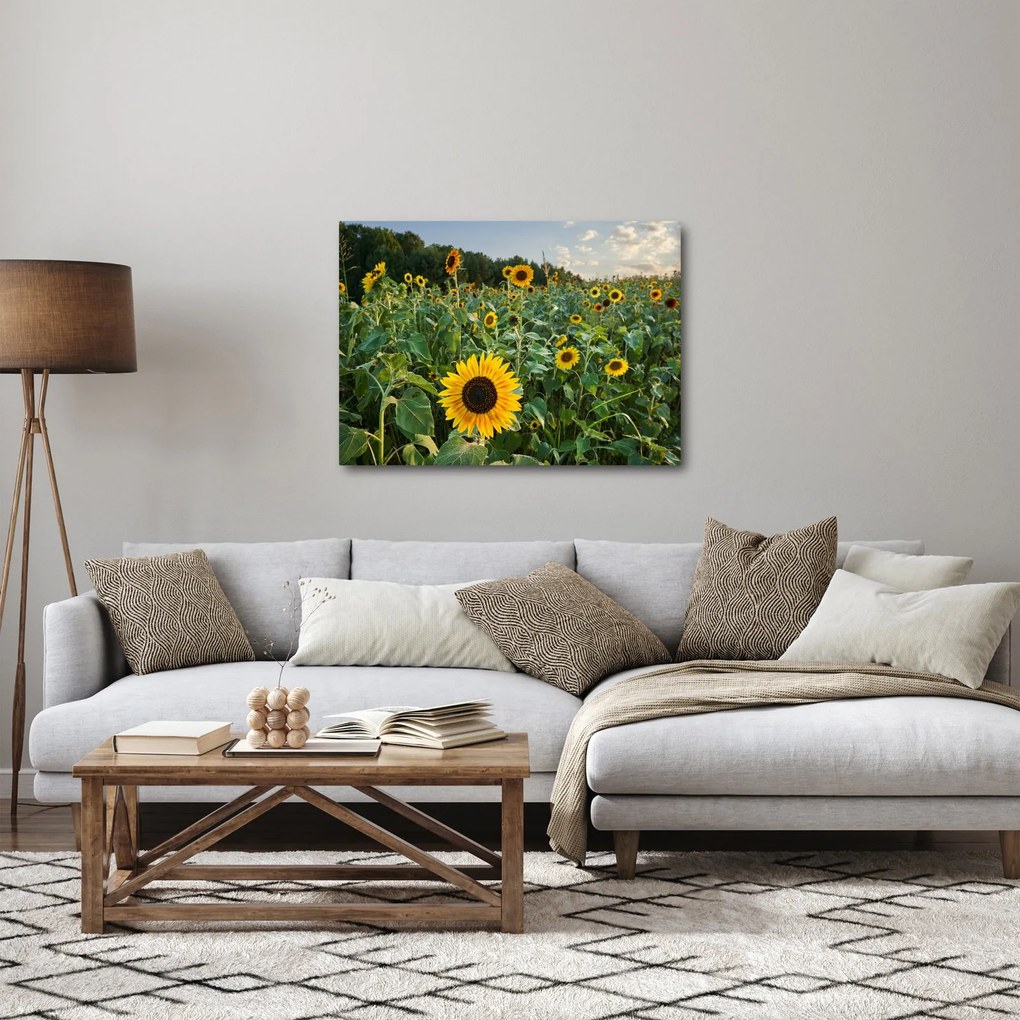 Tablou - Câmpul de floarea-soarelui II. (70x50 cm)