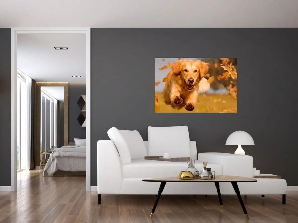Tablou - Golden Retriever (90x60 cm)
