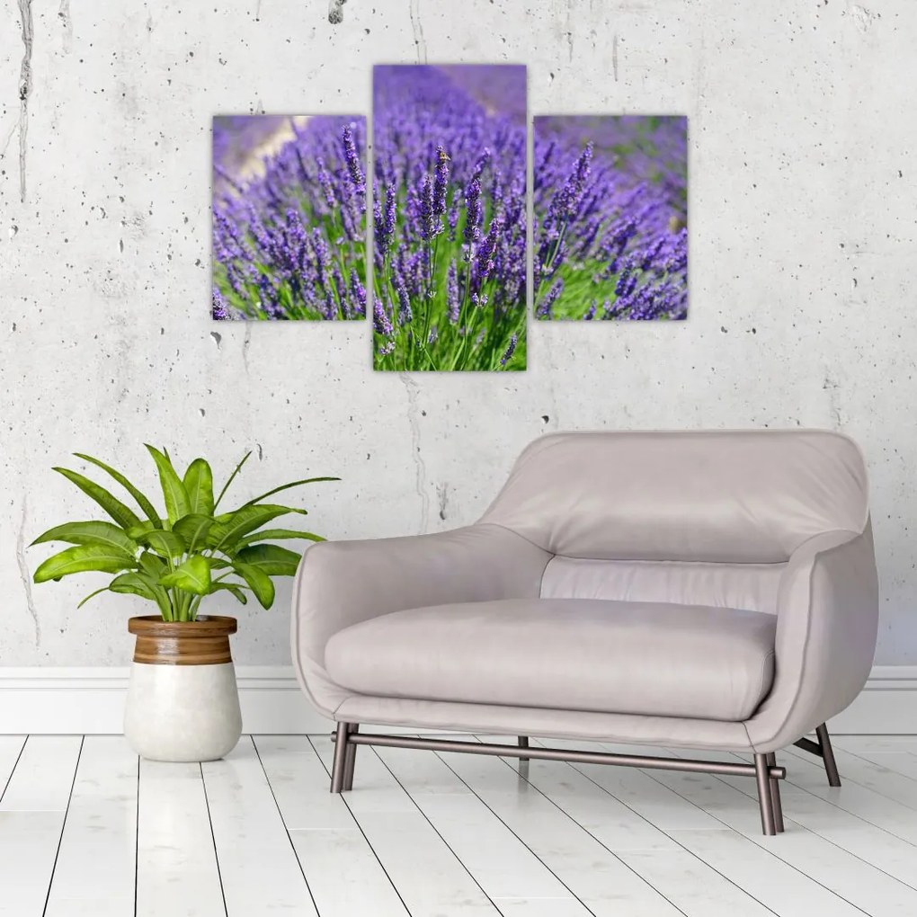 Tablou - lavanda (90x60 cm)