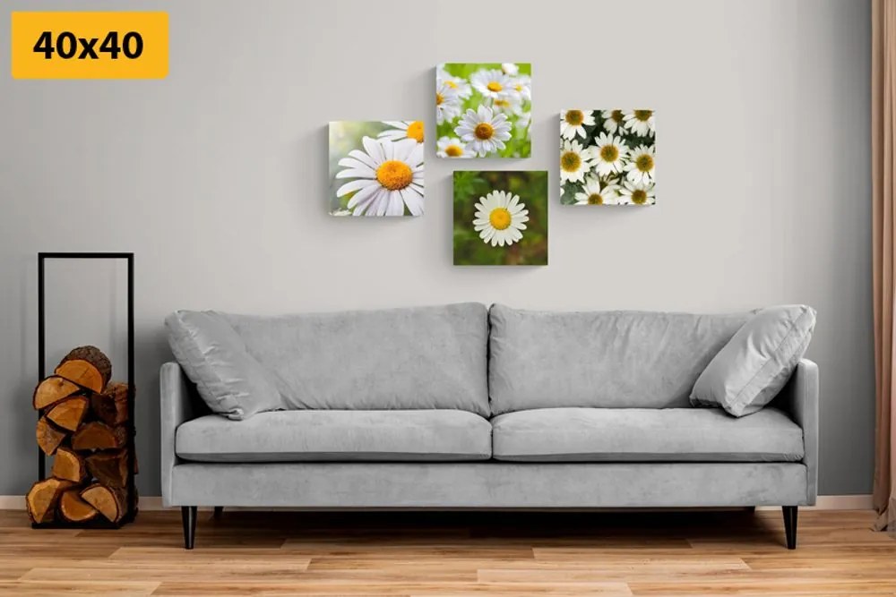 Set tablouri flori magice