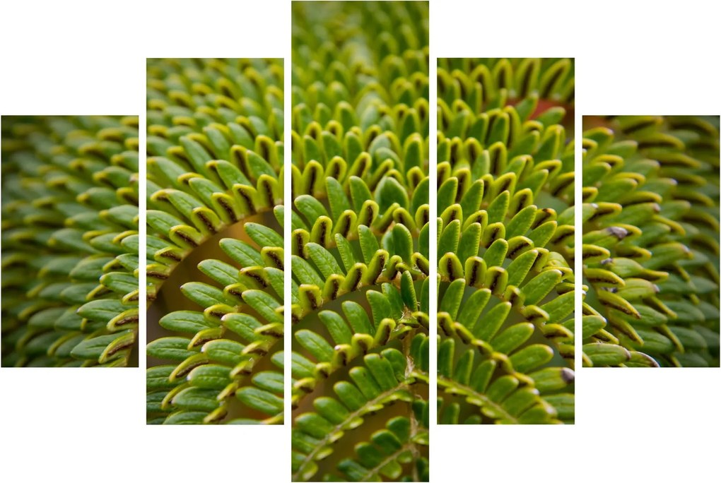 Tablou - Fern (150x105 cm)
