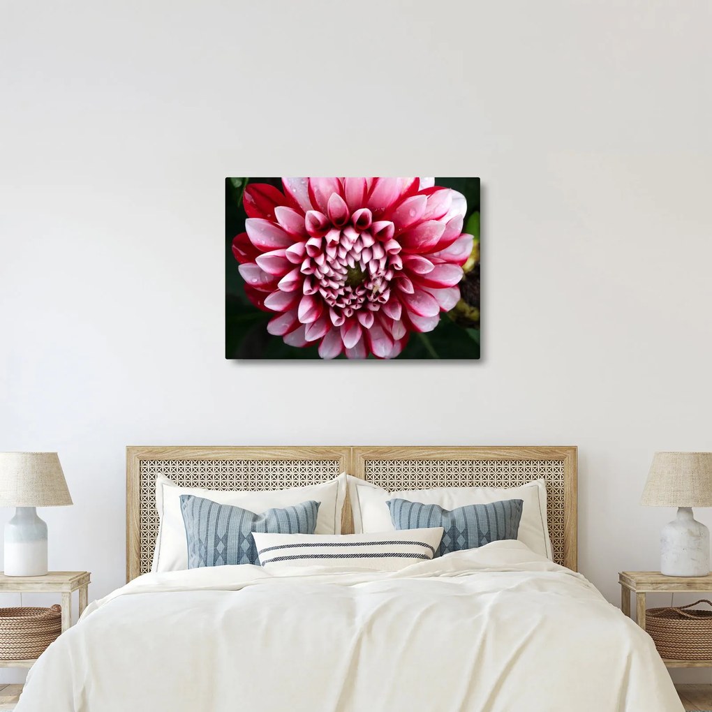 Tablou cu dalie roz (70x50 cm)