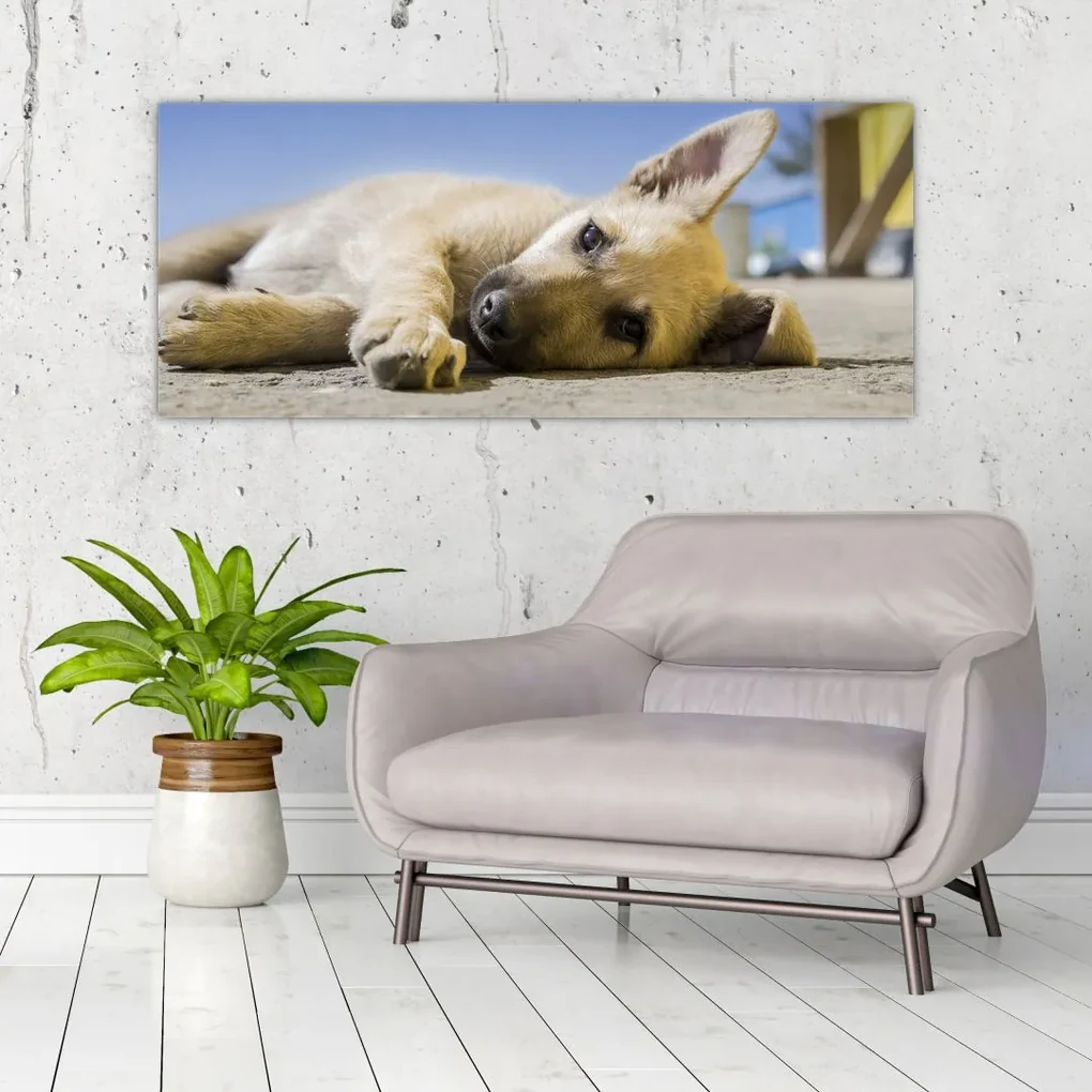 Tablou cu cățeluș dormind (120x50 cm), în 40 de alte dimensiuni noi