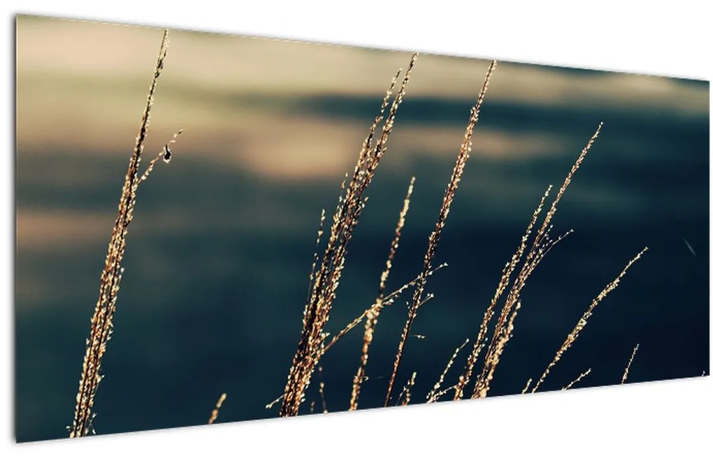 Tablou cu ierburi (120x50 cm)