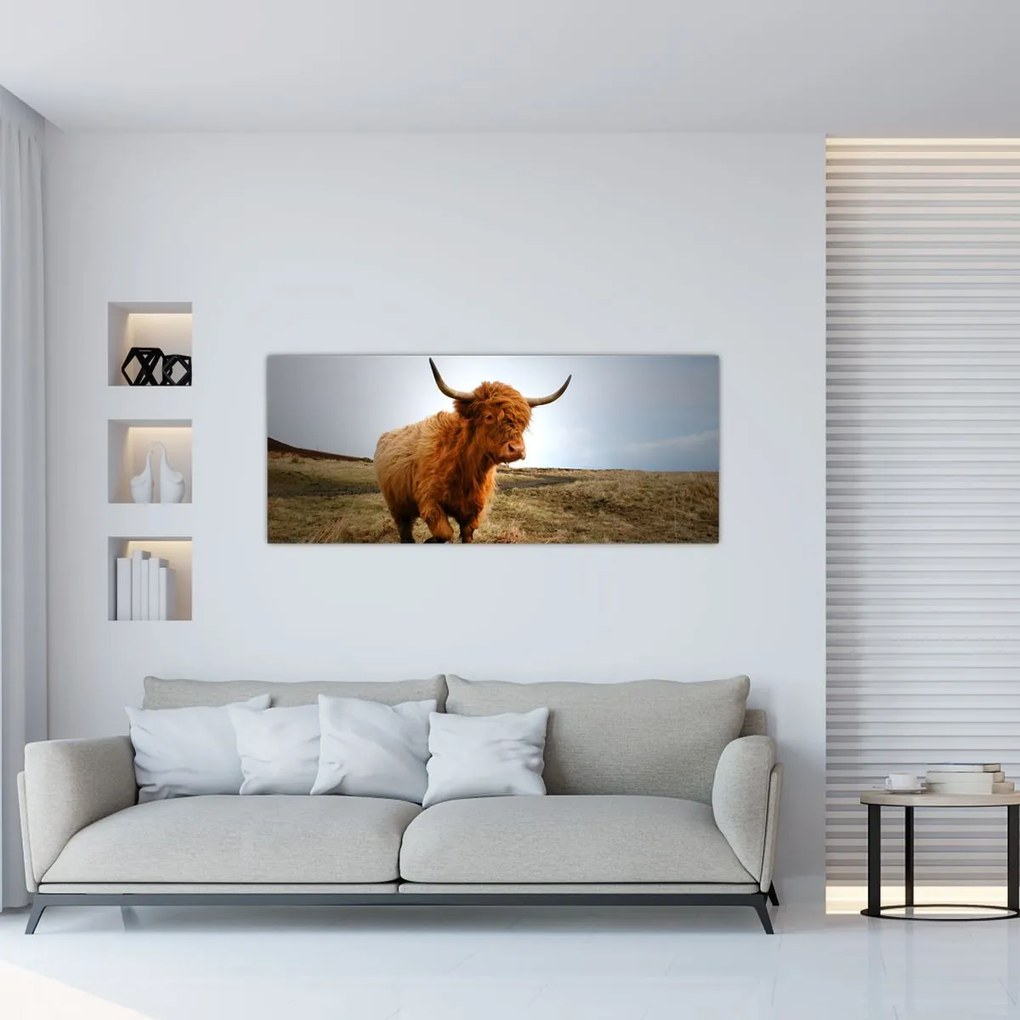 Tablou - Vaci scoțiene (120x50 cm)
