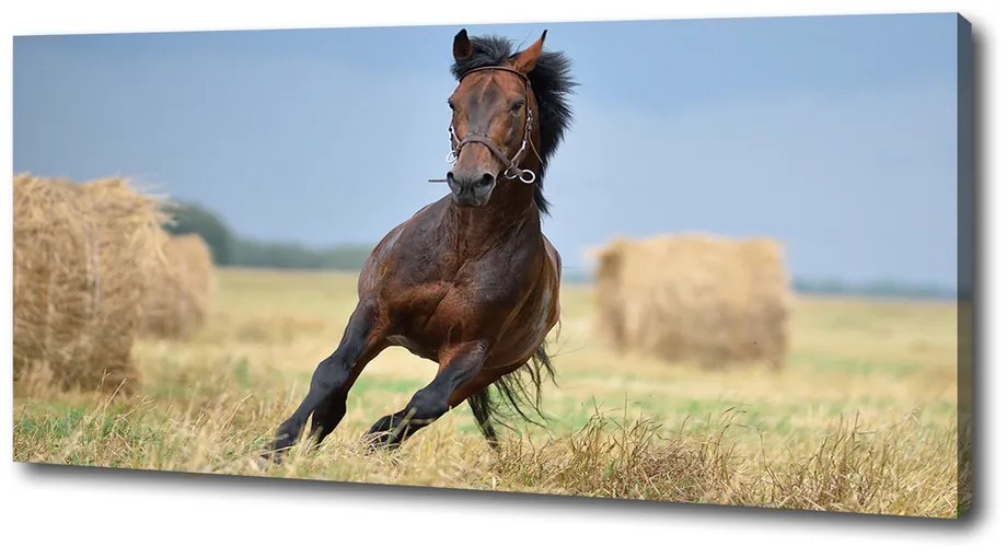 Tablou pe pânză canvas Un cal în galop