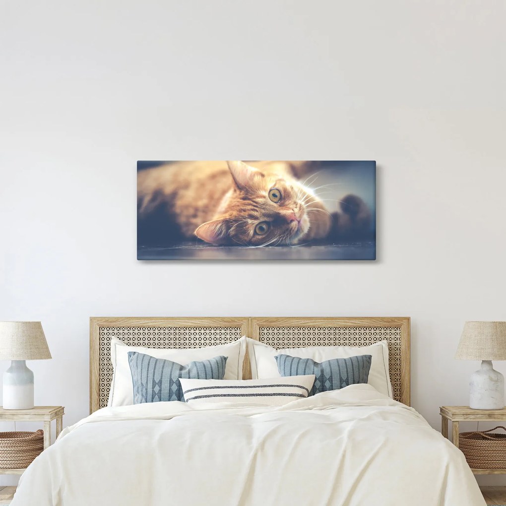Tablou - Pisici pe podea (120x50 cm)