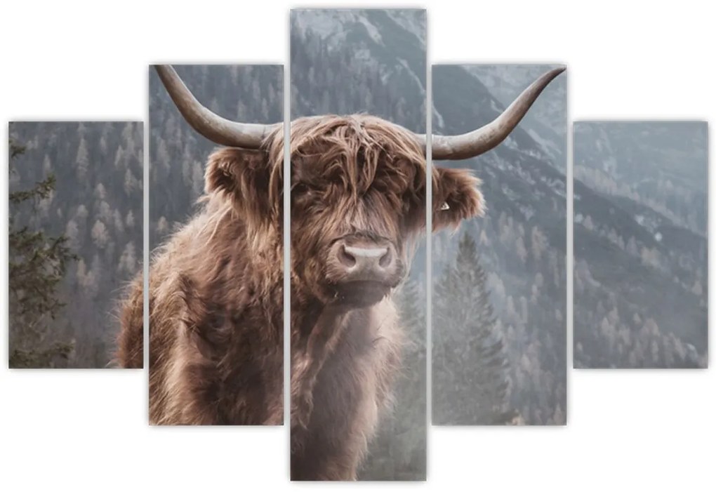 Tablou - Vaca Highlander (150x105 cm)