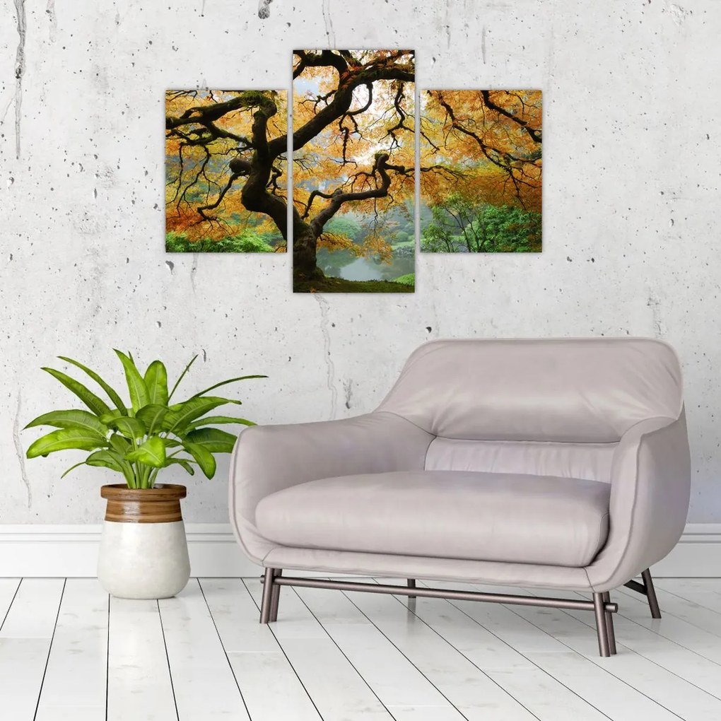 Tablou - Arțarul japonez galben, Portland, Oregon (90x60 cm)