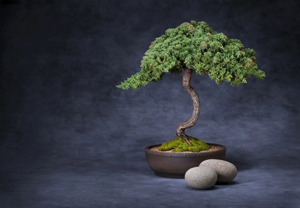 Fototapet - Bonsai (147x102 cm)