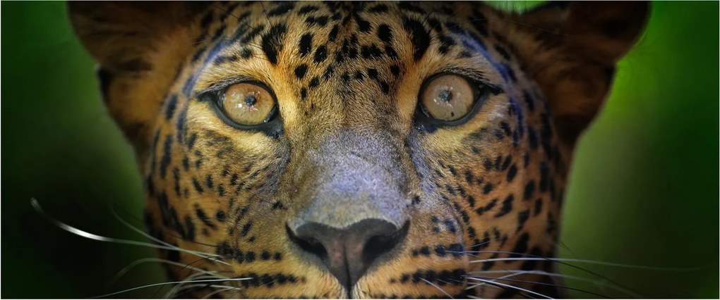 Tablou - Portretul leoparduslui, Sri Lanka (120x50 cm)