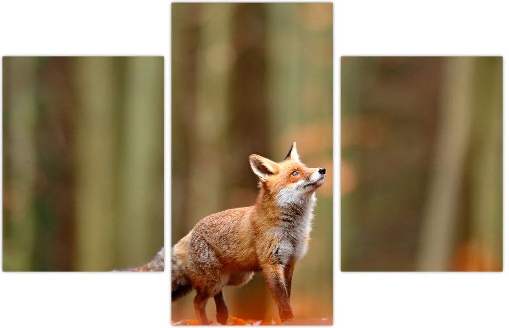 Tablou - Vulpe (90x60 cm)