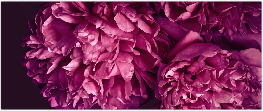 Tablou - Floarea bujorului (120x50 cm)