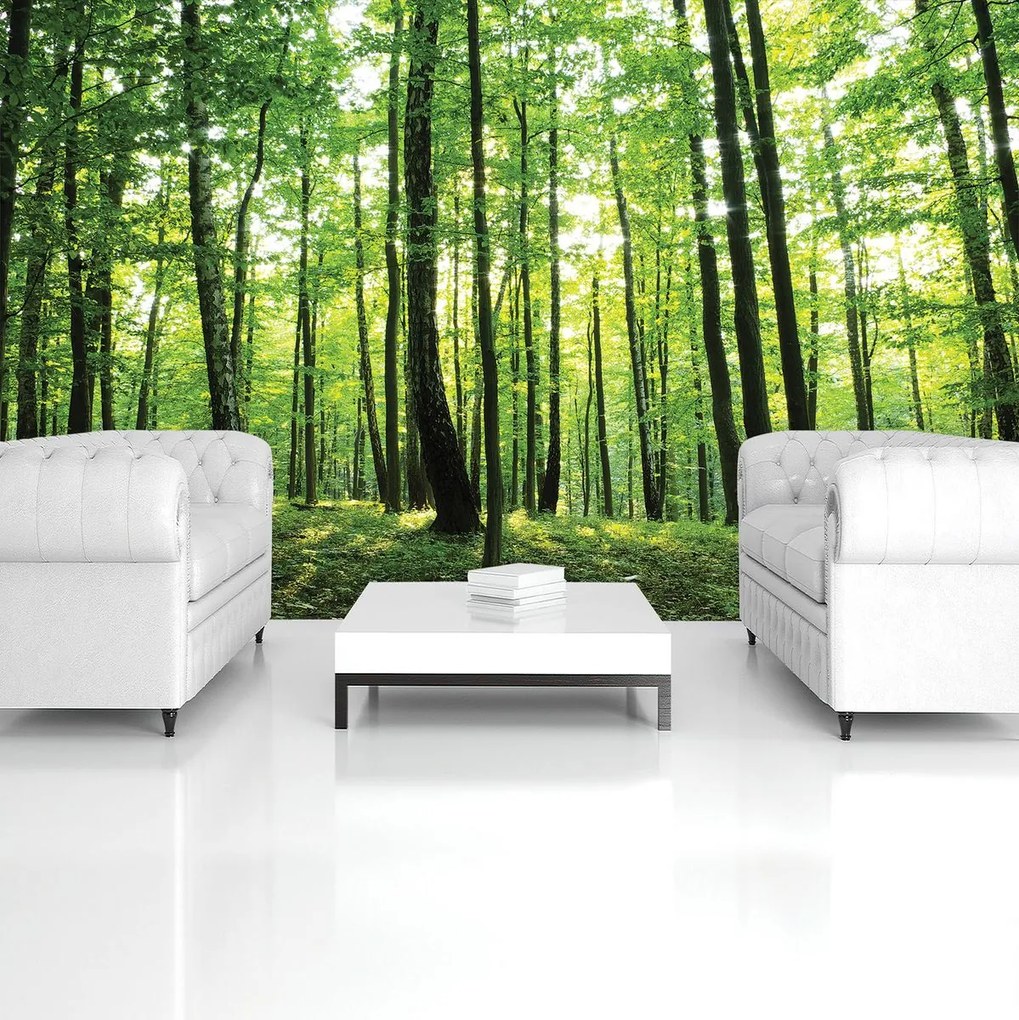 Fototapet - Pădurea verde (254x184 cm)