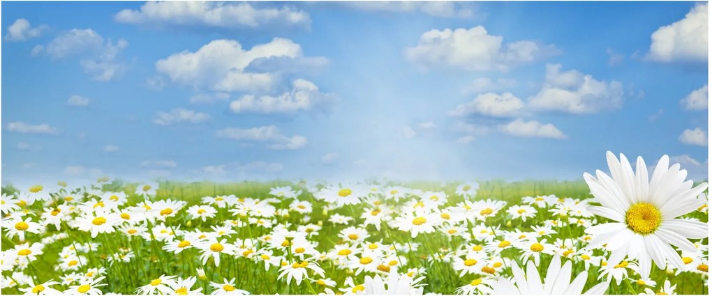 Tablou cu luncă înflorită cu margarete (120x50 cm)