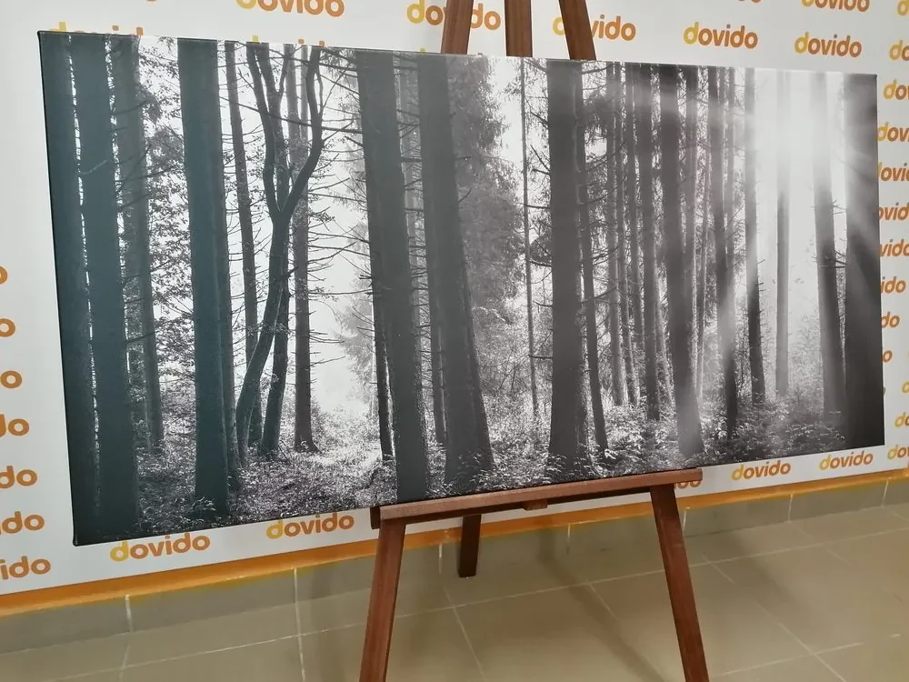 Tablou pădure luminată de soare în design alb-negru