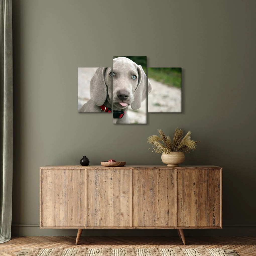 Tablou - cățeluș weimaraner (90x60 cm)