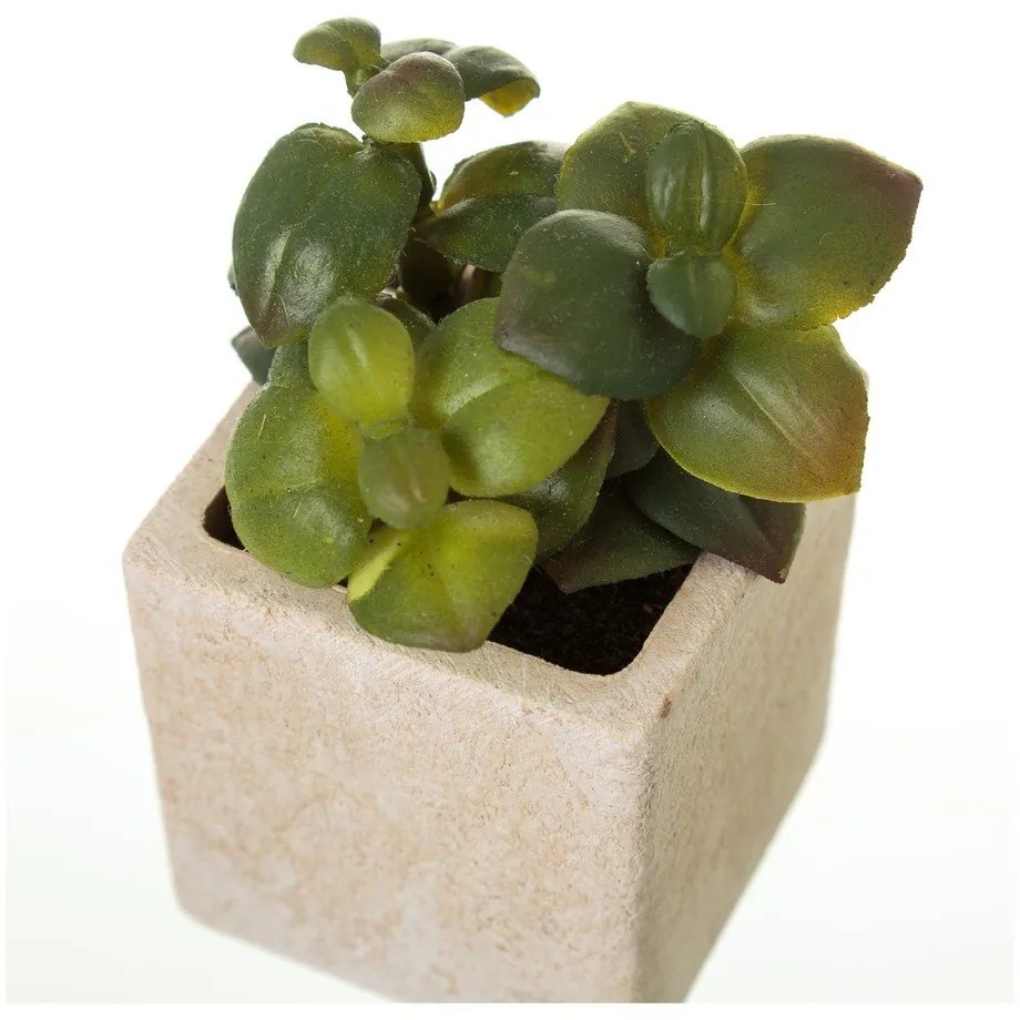 Plante artificiale 6 buc. (înălțime 9,5 cm) Cactus – Casa Selección