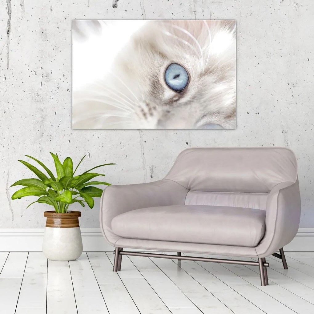 Tablou - Pisica cu ochi albaștri (90x60 cm)