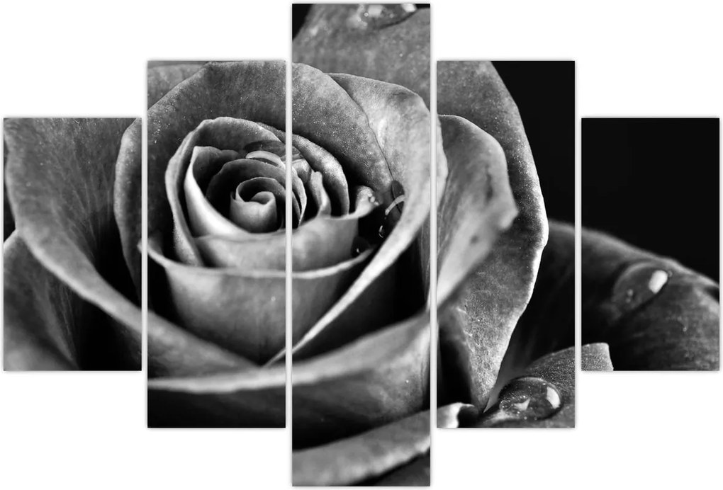 Tablou - Trandafir,alb-negru (150x105 cm)