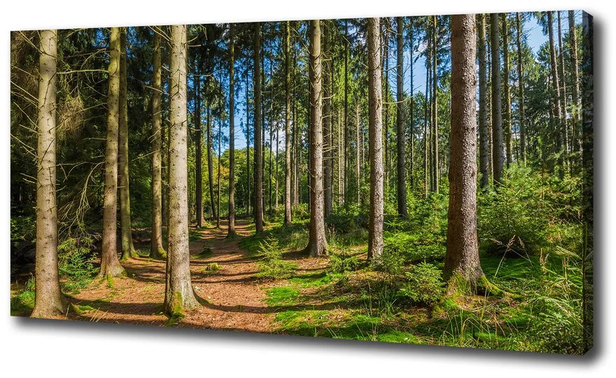 Tablouri tipărite pe pânză Panorama de pădure