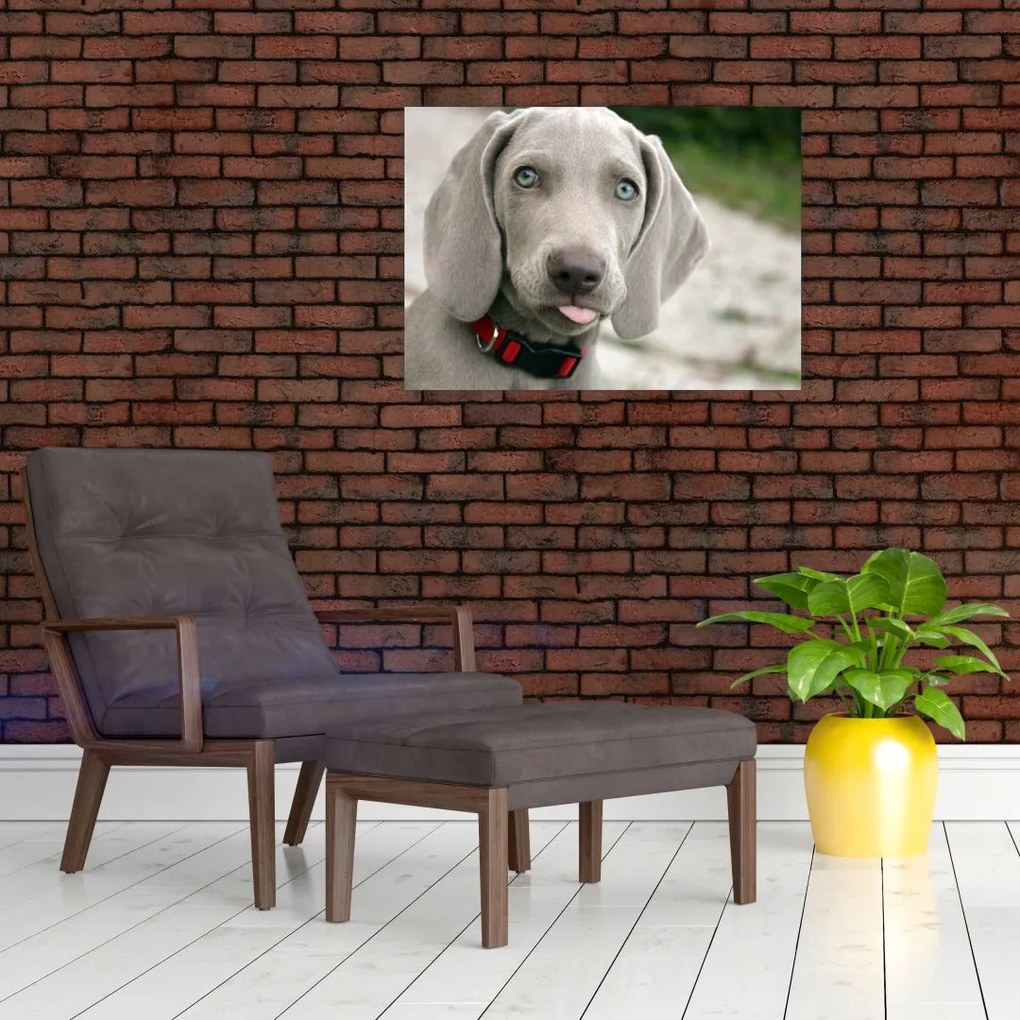 Tablou pe sticlă - cățeluș weimaraner (70x50 cm)