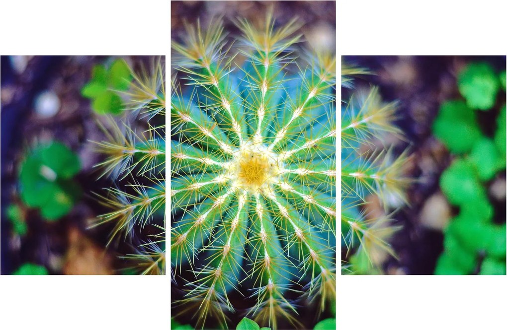 Tablou cu cactus (90x60 cm)