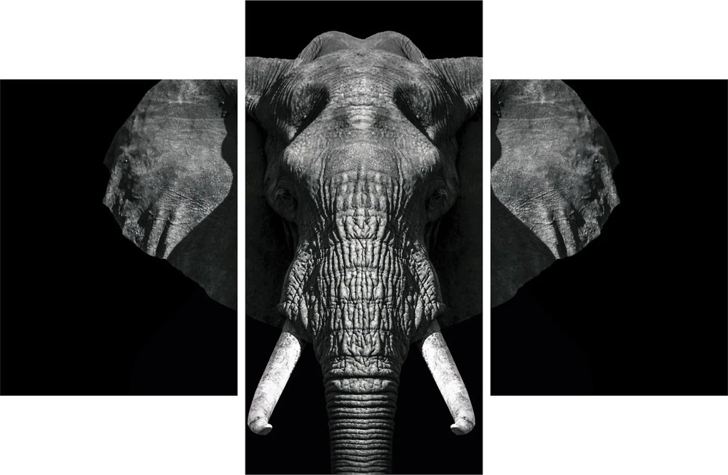 Tablou - Elefant pe fundal negru (90x60 cm)