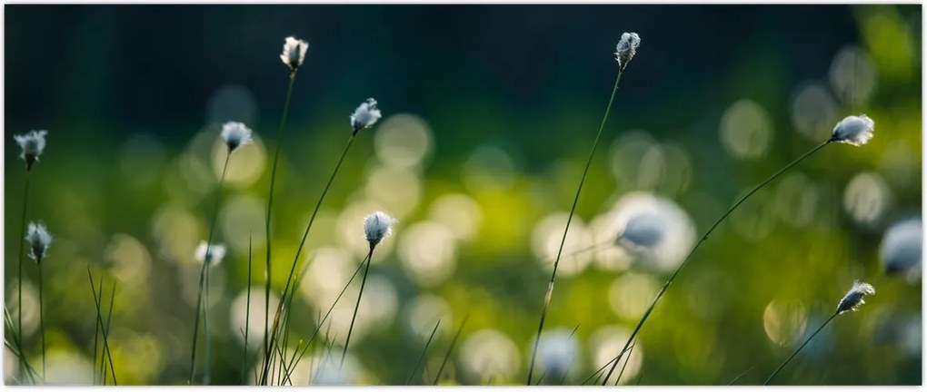 Tablou - Iarbă (120x50 cm)