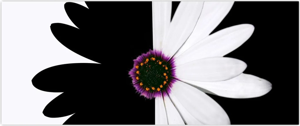 Tablou - Floare, alb- negru (120x50 cm)