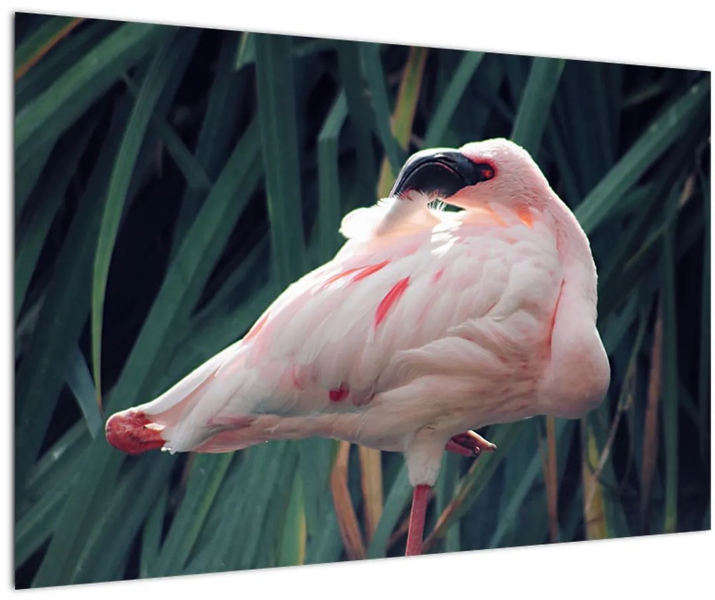 Tablou - Pasărea Flamengo (90x60 cm)