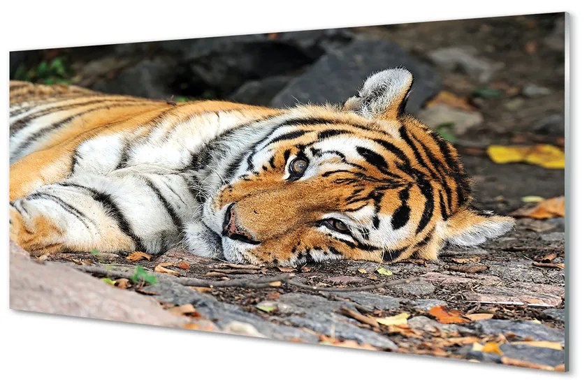 Tablouri acrilice situată tigru