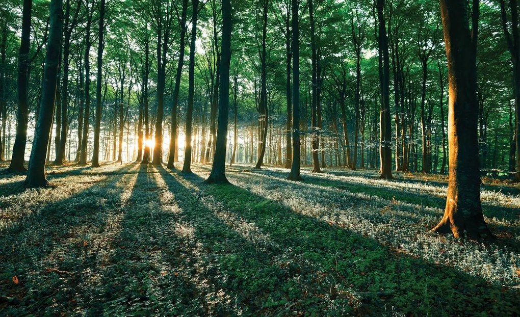 Fototapet - Pădure (152,5x104 cm)