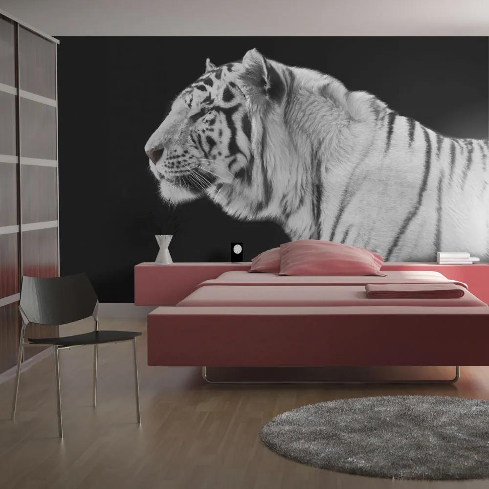 Fototapet Bimago - White tiger + Adeziv gratuit 200x154 cm