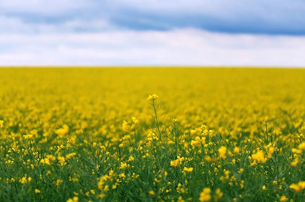 Fototapet câmpul galben înflorit