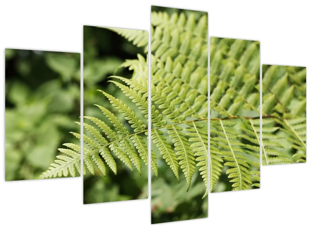 Tablou - Frunză de ferigă (150x105 cm)