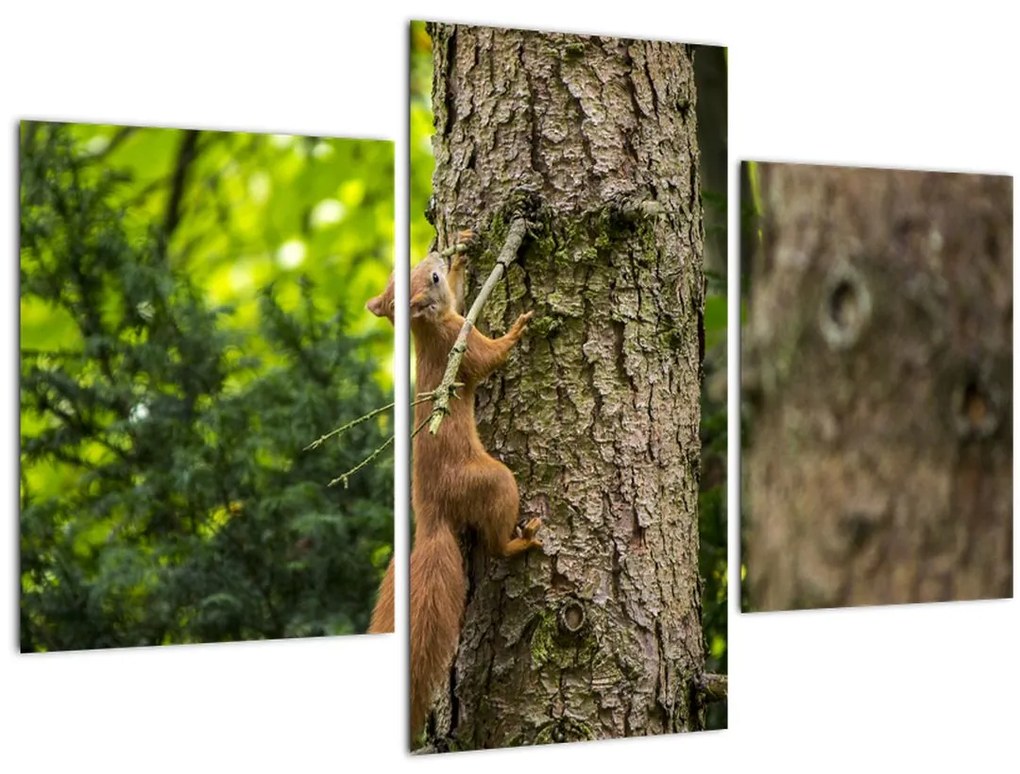 Tablou - Veverița (90x60 cm)