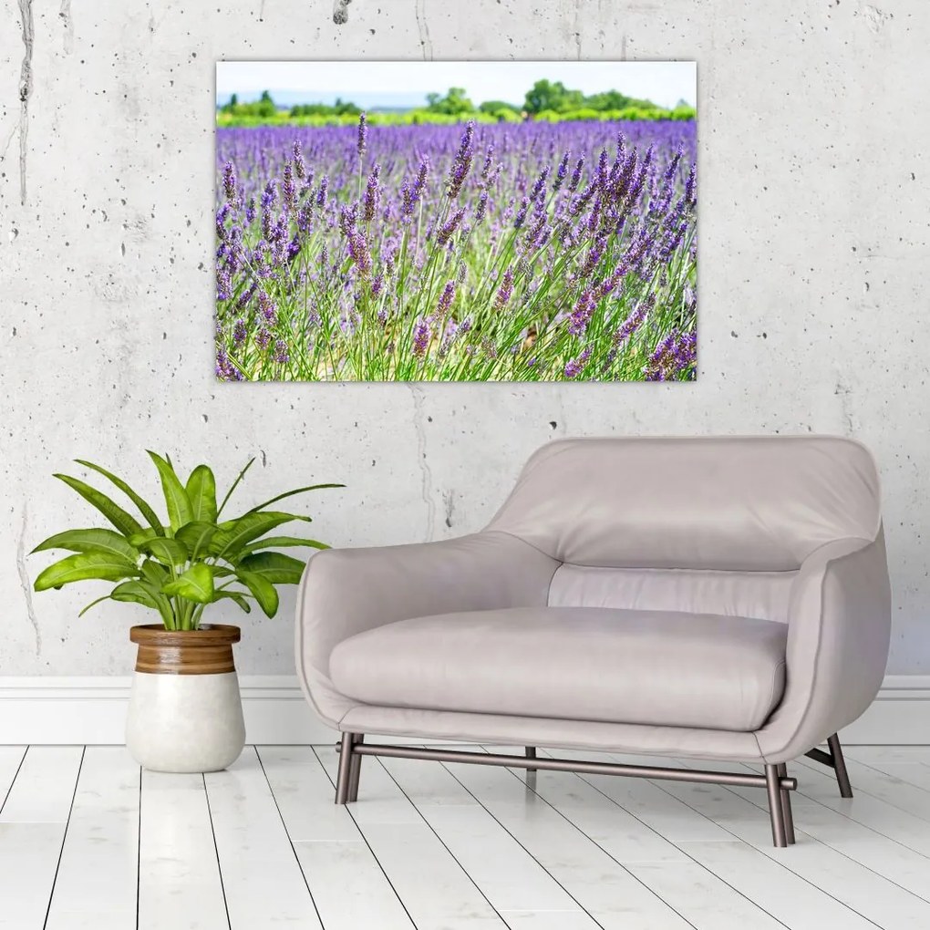 Tablou - Lavandă în câmp (90x60 cm)