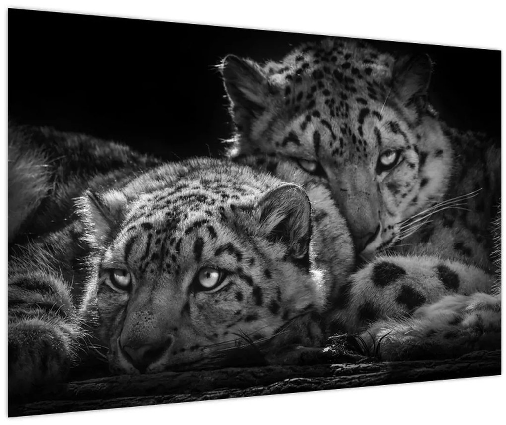 Tablou - Gheparzi care se odihnesc (90x60 cm)