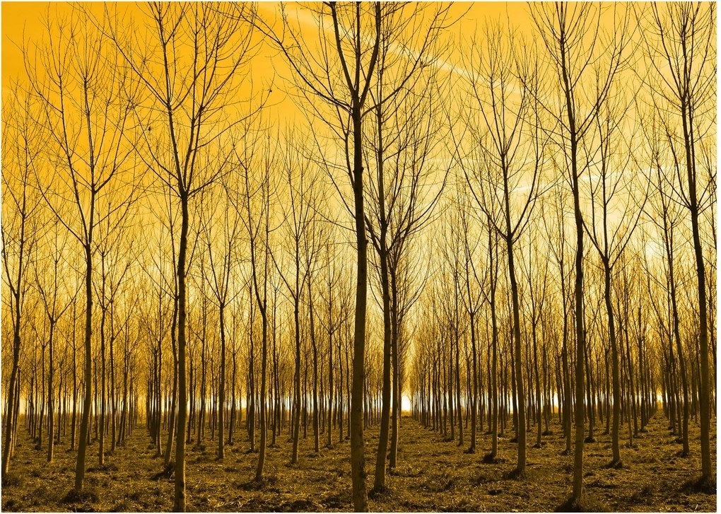 Tablou - Palntație cu pomi (70x50 cm)