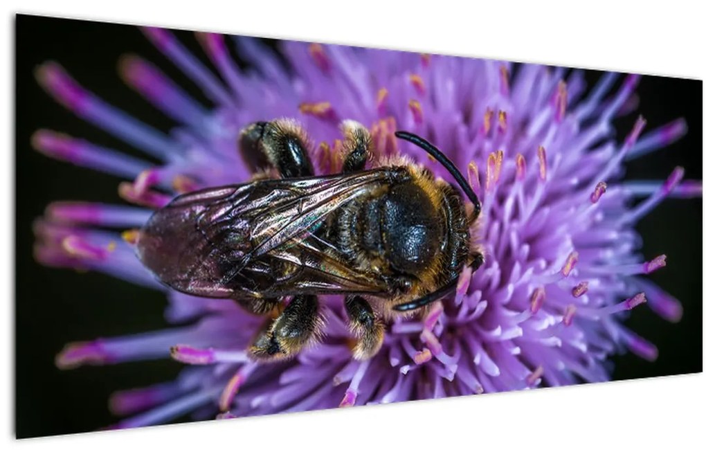 Tablou cu albina pe floare (120x50 cm)