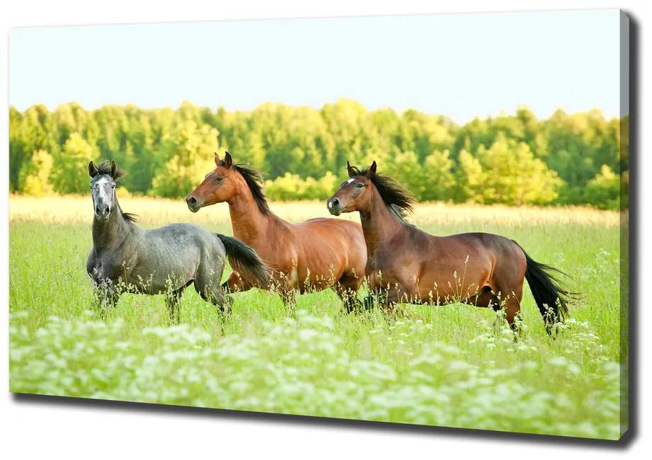 Imprimare tablou canvas Galopantă cai