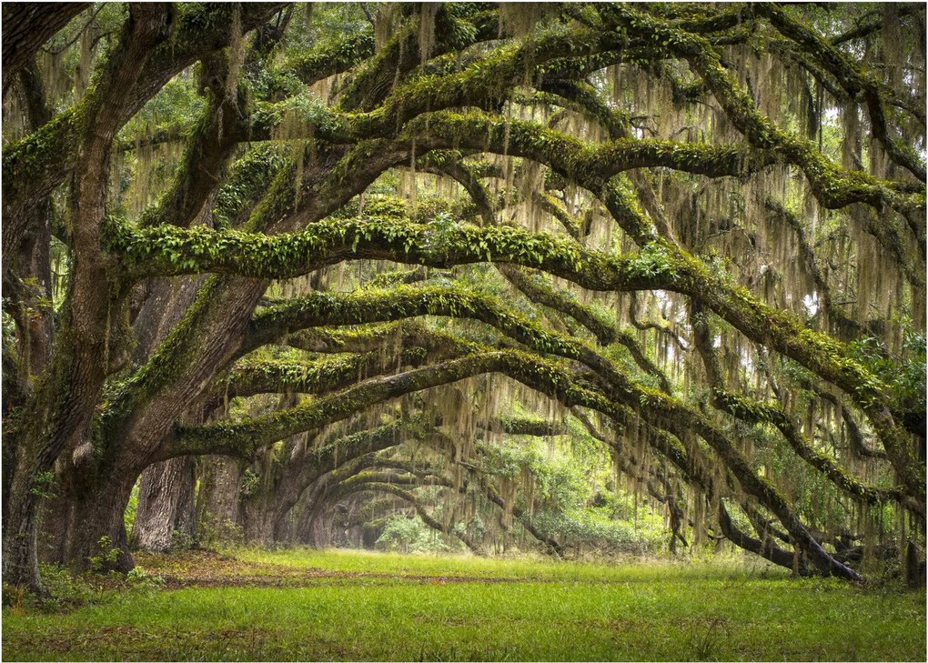 Tablou pe sticlă - Oaks Avenue, Charleston, Carolina de Sud, SUA (70x50 cm)