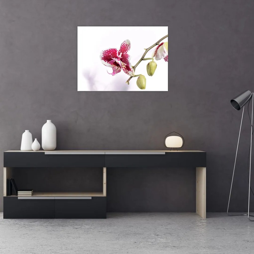 Tablou cu floarea de orhidee (70x50 cm)