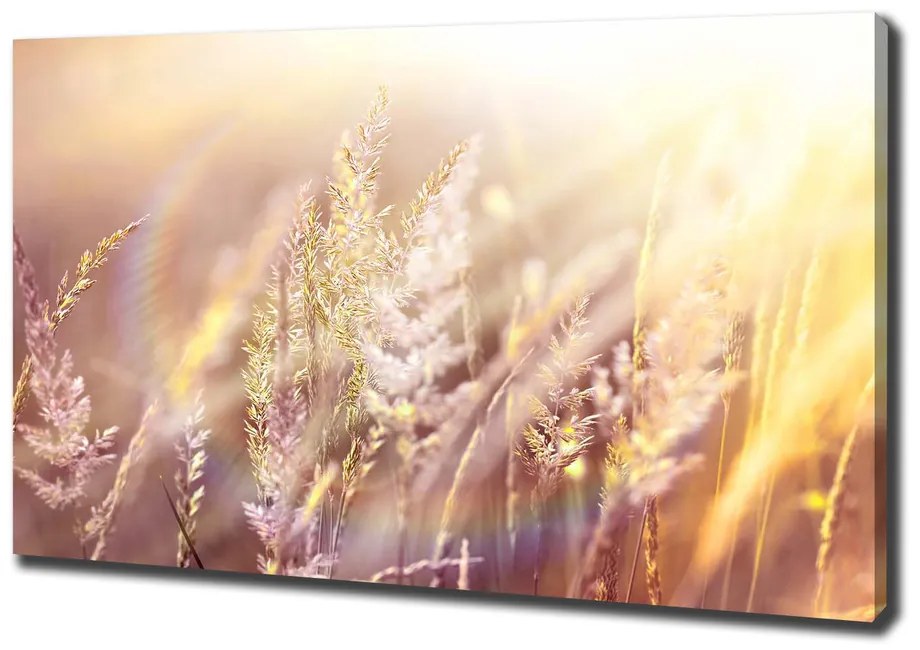 Print pe canvas Iarba inalta