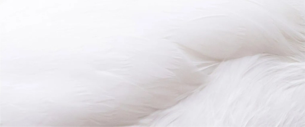 Tablou - Pană albă (120x50 cm)
