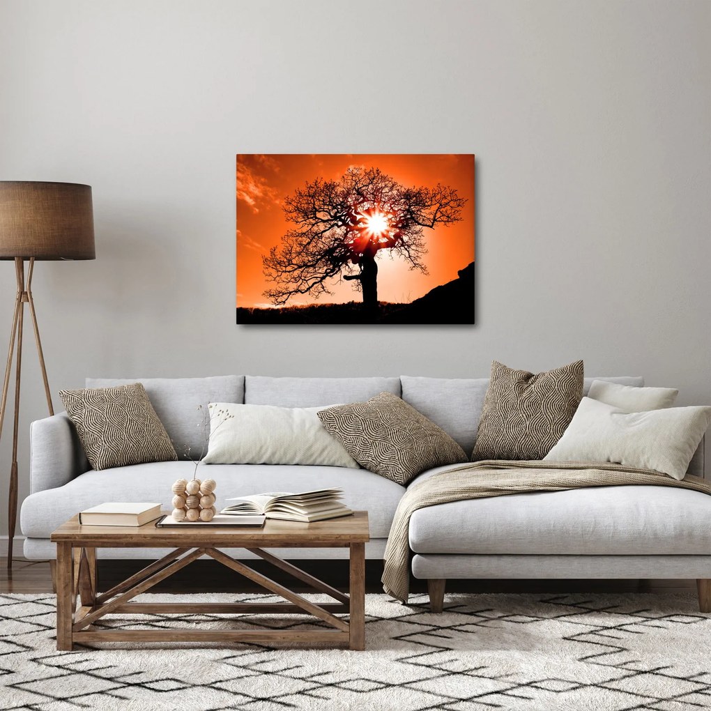 Tablou - Fag la apus de soare (70x50 cm)